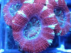 画像1: 【サンゴ】【通販】【オーストラリア産】カクオオトゲキクメイシ（Ultra Grade)（個体販売）No.69（生体）（サンゴ） (1)