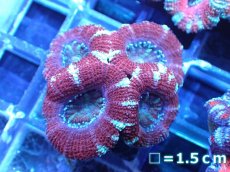 画像2: 【サンゴ】【通販】【オーストラリア産】カクオオトゲキクメイシ（Ultra Grade)（個体販売）No.69（生体）（サンゴ） (2)