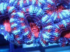 画像1: 【サンゴ】【通販】【オーストラリア産】カクオオトゲキクメイシ（Ultra Grade)（個体販売）No.70（生体）（サンゴ） (1)