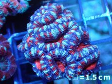 画像2: 【サンゴ】【通販】【オーストラリア産】カクオオトゲキクメイシ（Ultra Grade)（個体販売）No.70（生体）（サンゴ） (2)