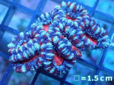 画像2: 【サンゴ】【通販】【オーストラリア産】カクオオトゲキクメイシ（Ultra Grade)（個体販売）No.71（生体）（サンゴ） (2)