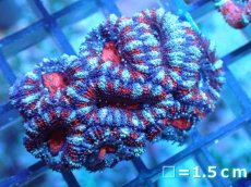 画像2: 【サンゴ】【通販】【オーストラリア産】カクオオトゲキクメイシ（Ultra Grade)（個体販売）No.72（生体）（サンゴ） (2)
