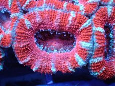 画像1: 【サンゴ】【通販】【オーストラリア産】カクオオトゲキクメイシ（Ultra Grade)（個体販売）No.73（生体）（サンゴ） (1)