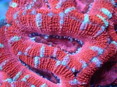 画像1: 【サンゴ】【通販】【オーストラリア産】カクオオトゲキクメイシ（Ultra Grade)（個体販売）No.74（生体）（サンゴ） (1)