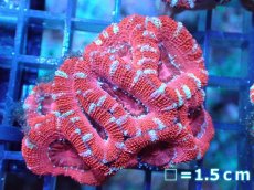 画像2: 【サンゴ】【通販】【オーストラリア産】カクオオトゲキクメイシ（Ultra Grade)（個体販売）No.74（生体）（サンゴ） (2)