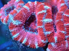 画像1: 【サンゴ】【通販】【オーストラリア産】カクオオトゲキクメイシ（Ultra Grade)（個体販売）No.75（生体）（サンゴ） (1)