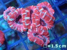 画像2: 【サンゴ】【通販】【オーストラリア産】カクオオトゲキクメイシ（Ultra Grade)（個体販売）No.75（生体）（サンゴ） (2)