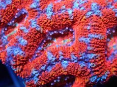 画像1: 【サンゴ】【通販】【オーストラリア産】カクオオトゲキクメイシ（Ultra Grade)（個体販売）No.76（生体）（サンゴ） (1)