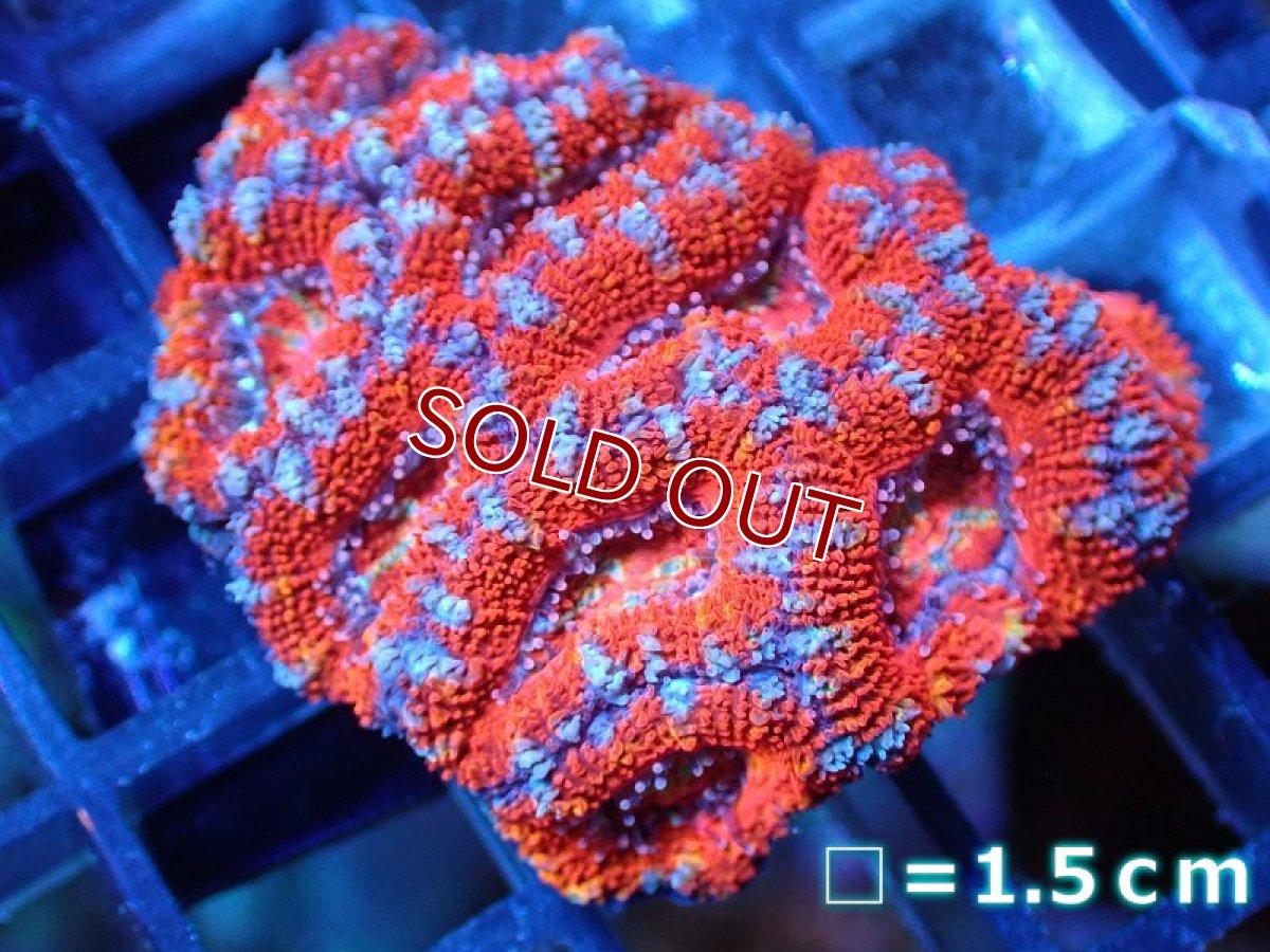 画像2: 【サンゴ】【通販】【オーストラリア産】カクオオトゲキクメイシ（Ultra Grade)（個体販売）No.76（生体）（サンゴ） (2)