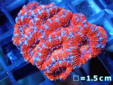 画像2: 【サンゴ】【通販】【オーストラリア産】カクオオトゲキクメイシ（Ultra Grade)（個体販売）No.76（生体）（サンゴ） (2)