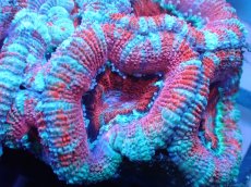 画像1: 【サンゴ】【通販】【オーストラリア産】カクオオトゲキクメイシ（Ultra Grade)（個体販売）No.77（生体）（サンゴ） (1)