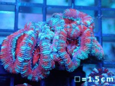 画像2: 【サンゴ】【通販】【オーストラリア産】カクオオトゲキクメイシ（Ultra Grade)（個体販売）No.77（生体）（サンゴ） (2)