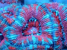 画像1: 【サンゴ】【通販】【オーストラリア産】カクオオトゲキクメイシ（Ultra Grade)（個体販売）No.78（生体）（サンゴ） (1)