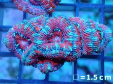 画像2: 【サンゴ】【通販】【オーストラリア産】カクオオトゲキクメイシ（Ultra Grade)（個体販売）No.78（生体）（サンゴ） (2)