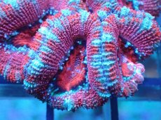 画像1: 【サンゴ】【通販】【オーストラリア産】カクオオトゲキクメイシ（Ultra Grade)（個体販売）No.79（生体）（サンゴ） (1)