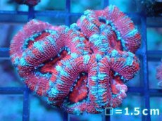 画像2: 【サンゴ】【通販】【オーストラリア産】カクオオトゲキクメイシ（Ultra Grade)（個体販売）No.79（生体）（サンゴ） (2)