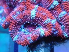 画像1: 【サンゴ】【通販】【オーストラリア産】カクオオトゲキクメイシ（Ultra Grade)（個体販売）No.80（生体）（サンゴ） (1)