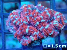 画像2: 【サンゴ】【通販】【オーストラリア産】カクオオトゲキクメイシ（Ultra Grade)（個体販売）No.80（生体）（サンゴ） (2)