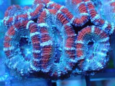 画像1: 【サンゴ】【通販】【オーストラリア産】カクオオトゲキクメイシ（Ultra Grade)（個体販売）No.81（生体）（サンゴ） (1)