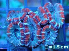 画像2: 【サンゴ】【通販】【オーストラリア産】カクオオトゲキクメイシ（Ultra Grade)（個体販売）No.81（生体）（サンゴ） (2)