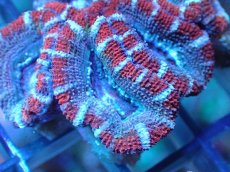 画像1: 【サンゴ】【通販】【オーストラリア産】カクオオトゲキクメイシ（Ultra Grade)（個体販売）No.82（生体）（サンゴ） (1)