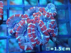 画像2: 【サンゴ】【通販】【オーストラリア産】カクオオトゲキクメイシ（Ultra Grade)（個体販売）No.82（生体）（サンゴ） (2)