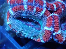 画像1: 【サンゴ】【通販】【オーストラリア産】カクオオトゲキクメイシ（Ultra Grade)（個体販売）No.83（生体）（サンゴ） (1)