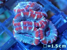 画像2: 【サンゴ】【通販】【オーストラリア産】カクオオトゲキクメイシ（Ultra Grade)（個体販売）No.83（生体）（サンゴ） (2)