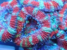 画像1: 【サンゴ】【通販】【オーストラリア産】カクオオトゲキクメイシ（Ultra Grade)（個体販売）No.84（生体）（サンゴ） (1)