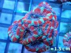 画像2: 【サンゴ】【通販】【オーストラリア産】カクオオトゲキクメイシ（Ultra Grade)（個体販売）No.84（生体）（サンゴ） (2)