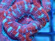 画像1: 【サンゴ】【通販】【オーストラリア産】カクオオトゲキクメイシ（Ultra Grade)（個体販売）No.85（生体）（サンゴ） (1)