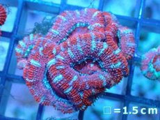 画像2: 【サンゴ】【通販】【オーストラリア産】カクオオトゲキクメイシ（Ultra Grade)（個体販売）No.85（生体）（サンゴ） (2)