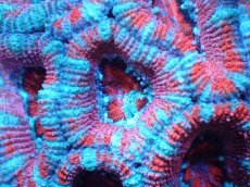 画像1: 【サンゴ】【通販】【オーストラリア産】カクオオトゲキクメイシ（Ultra Grade)（個体販売）No.86（生体）（サンゴ） (1)