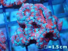 画像2: 【サンゴ】【通販】【オーストラリア産】カクオオトゲキクメイシ（Ultra Grade)（個体販売）No.86（生体）（サンゴ） (2)
