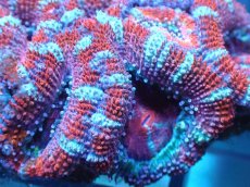 画像1: 【サンゴ】【通販】【オーストラリア産】カクオオトゲキクメイシ（Ultra Grade)（個体販売）No.87（生体）（サンゴ） (1)