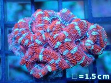 画像2: 【サンゴ】【通販】【オーストラリア産】カクオオトゲキクメイシ（Ultra Grade)（個体販売）No.87（生体）（サンゴ） (2)