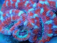 画像1: 【サンゴ】【通販】【オーストラリア産】カクオオトゲキクメイシ（Ultra Grade)（個体販売）No.88（生体）（サンゴ） (1)