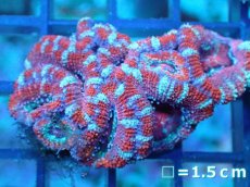 画像2: 【サンゴ】【通販】【オーストラリア産】カクオオトゲキクメイシ（Ultra Grade)（個体販売）No.88（生体）（サンゴ） (2)