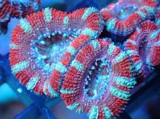 画像1: 【サンゴ】【通販】【オーストラリア産】カクオオトゲキクメイシ（Ultra Grade)（個体販売）No.89（生体）（サンゴ） (1)