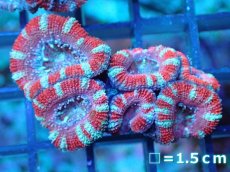 画像2: 【サンゴ】【通販】【オーストラリア産】カクオオトゲキクメイシ（Ultra Grade)（個体販売）No.89（生体）（サンゴ） (2)