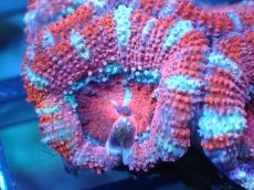 画像1: 【サンゴ】【通販】【オーストラリア産】カクオオトゲキクメイシ（Ultra Grade)（個体販売）No.90（生体）（サンゴ） (1)