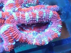 画像1: 【サンゴ】【通販】【オーストラリア産】カクオオトゲキクメイシ（Ultra Grade)（個体販売）No.91（生体）（サンゴ） (1)