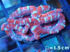 画像2: 【サンゴ】【通販】【オーストラリア産】カクオオトゲキクメイシ（Ultra Grade)（個体販売）No.91（生体）（サンゴ） (2)