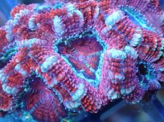 画像1: 【サンゴ】【通販】【オーストラリア産】カクオオトゲキクメイシ（Ultra Grade)（個体販売）No.92（生体）（サンゴ） (1)