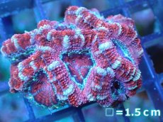 画像2: 【サンゴ】【通販】【オーストラリア産】カクオオトゲキクメイシ（Ultra Grade)（個体販売）No.92（生体）（サンゴ） (2)