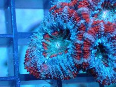 画像1: 【サンゴ】【通販】【オーストラリア産】カクオオトゲキクメイシ（Ultra Grade)（個体販売）No.93（生体）（サンゴ） (1)