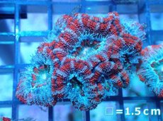 画像2: 【サンゴ】【通販】【オーストラリア産】カクオオトゲキクメイシ（Ultra Grade)（個体販売）No.93（生体）（サンゴ） (2)