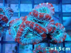 画像2: 【サンゴ】【通販】【オーストラリア産】カクオオトゲキクメイシ（Ultra Grade)（個体販売）No.94（生体）（サンゴ） (2)