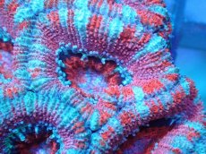 画像1: 【サンゴ】【通販】【オーストラリア産】カクオオトゲキクメイシ（Ultra Grade)（個体販売）No.95（生体）（サンゴ） (1)