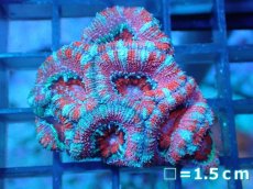 画像2: 【サンゴ】【通販】【オーストラリア産】カクオオトゲキクメイシ（Ultra Grade)（個体販売）No.95（生体）（サンゴ） (2)